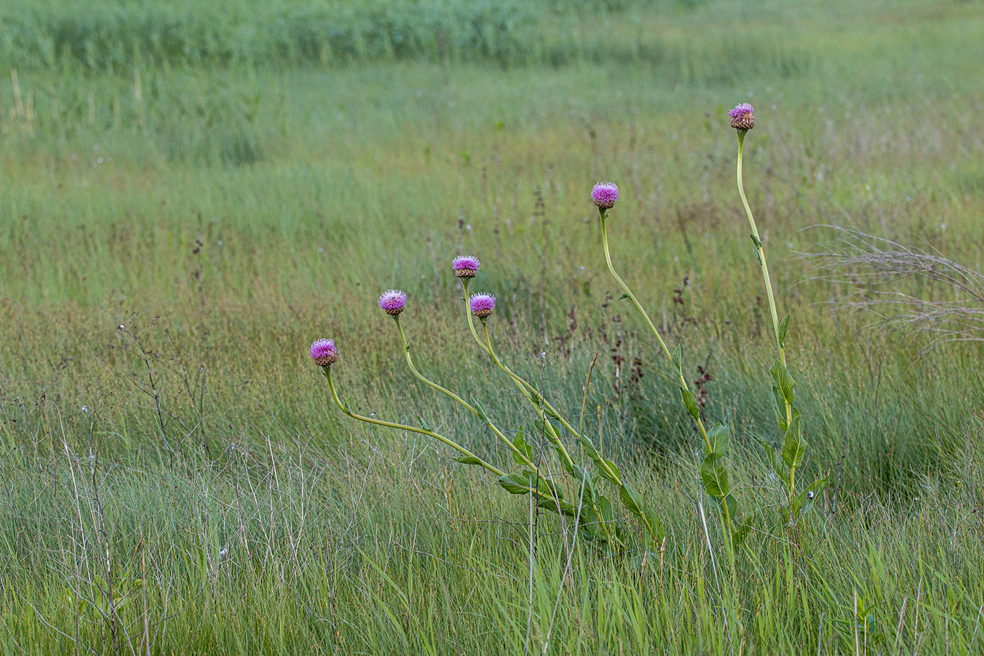 Изображение особи Stemmacantha serratuloides.