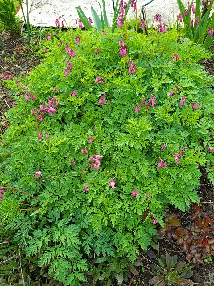 Изображение особи Dicentra formosa.