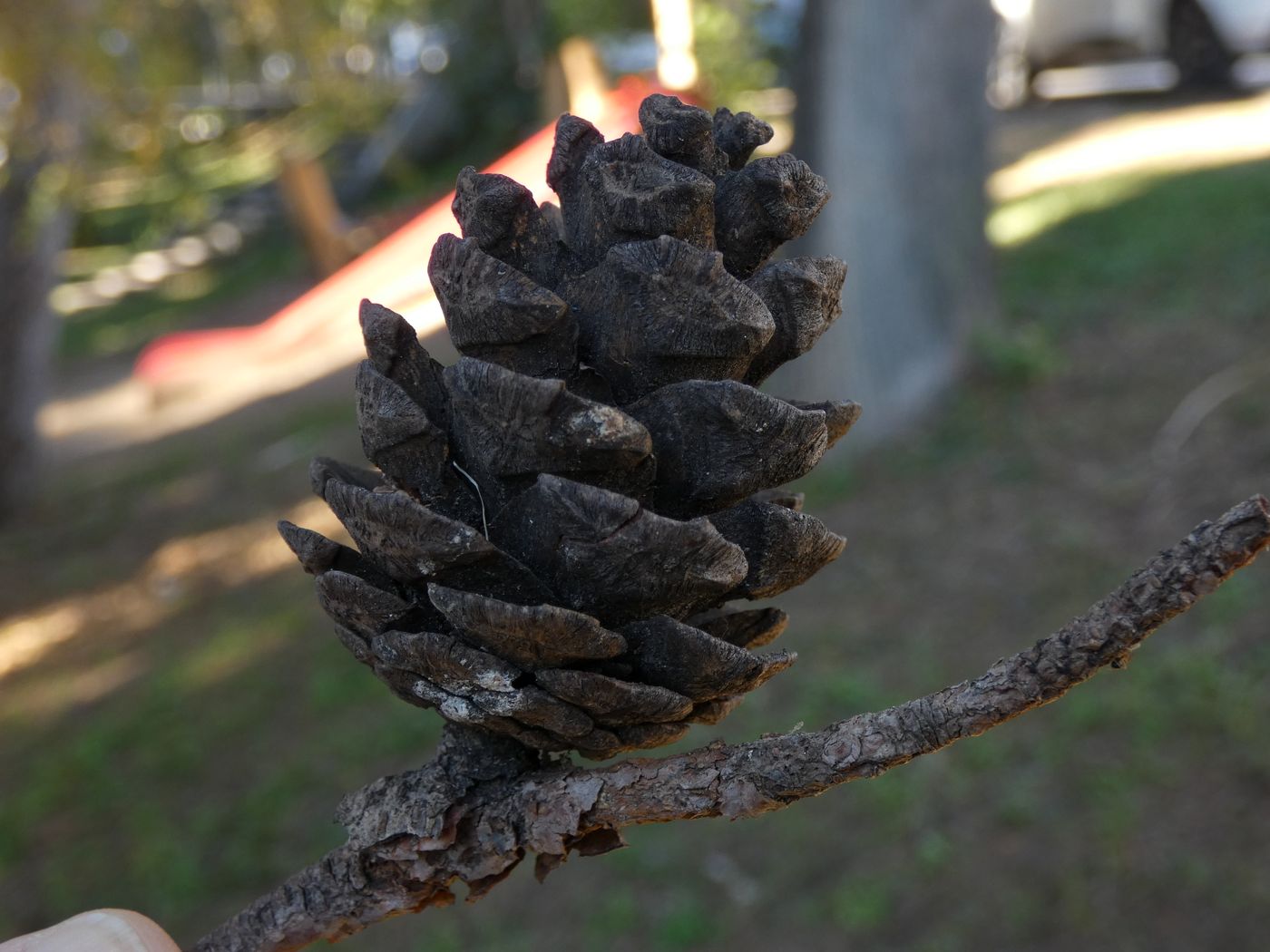 Image of Pinus brutia specimen.