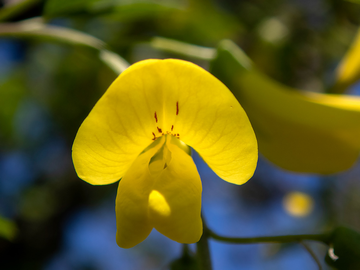 Image of Laburnum anagyroides specimen.
