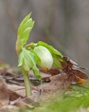 Helleborus caucasicus. Верхушка расцветающего растения. Краснодарский край, Крымский р-н, окр. станицы Неберджаевская, ур. Малый Яр, буково-грабово-дубовый лес. 18.02.2026.