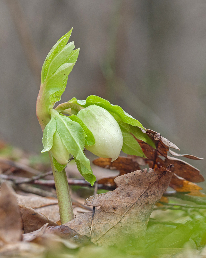Изображение особи Helleborus caucasicus.