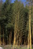 Phyllostachys aurea. Вегетирующие растения. Краснодарский край, Сочи, Адлерский р-н, парк \"Южные культуры\", в культуре. 20 февраля 2026 г.
