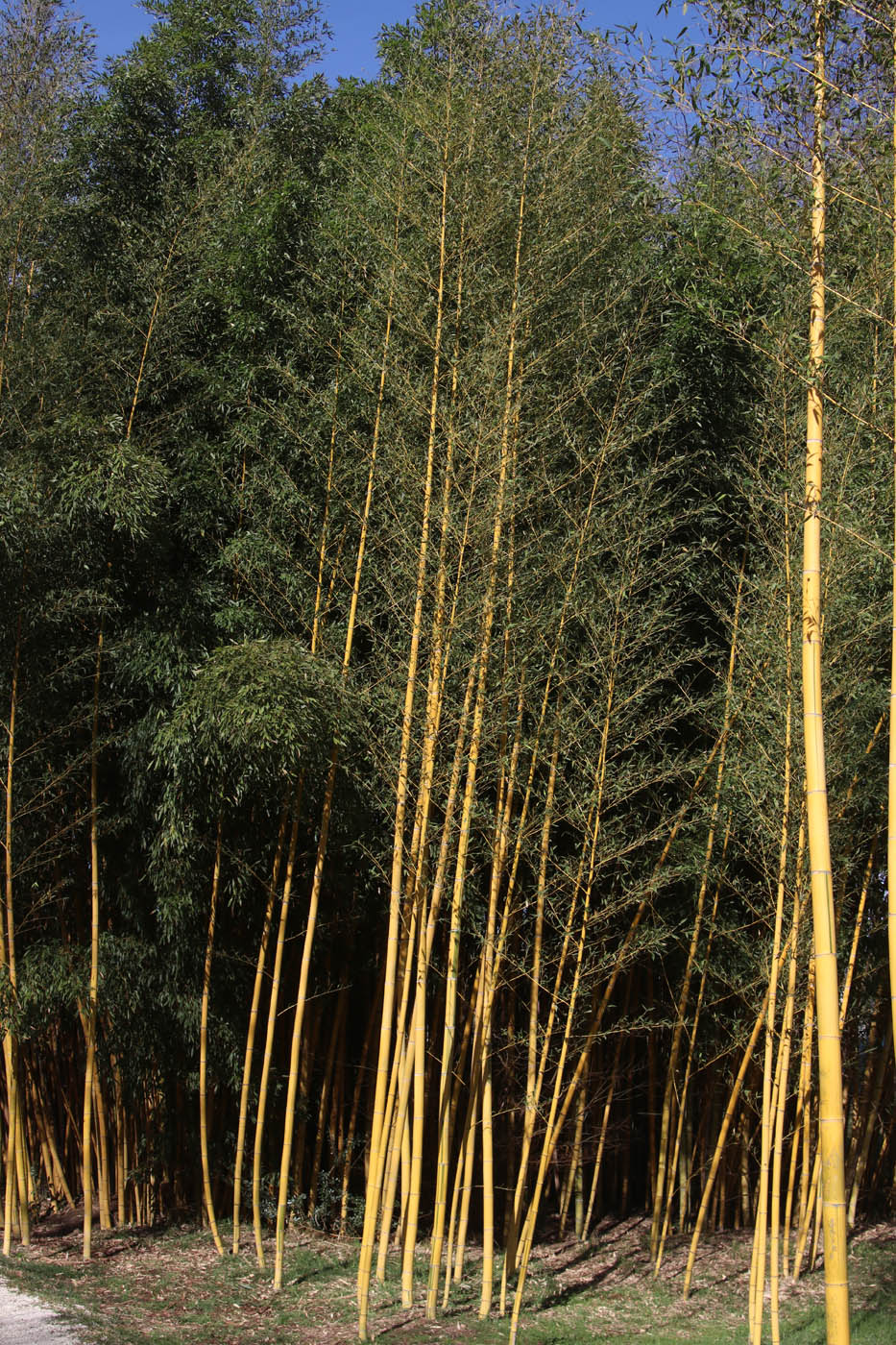 Изображение особи Phyllostachys aurea.