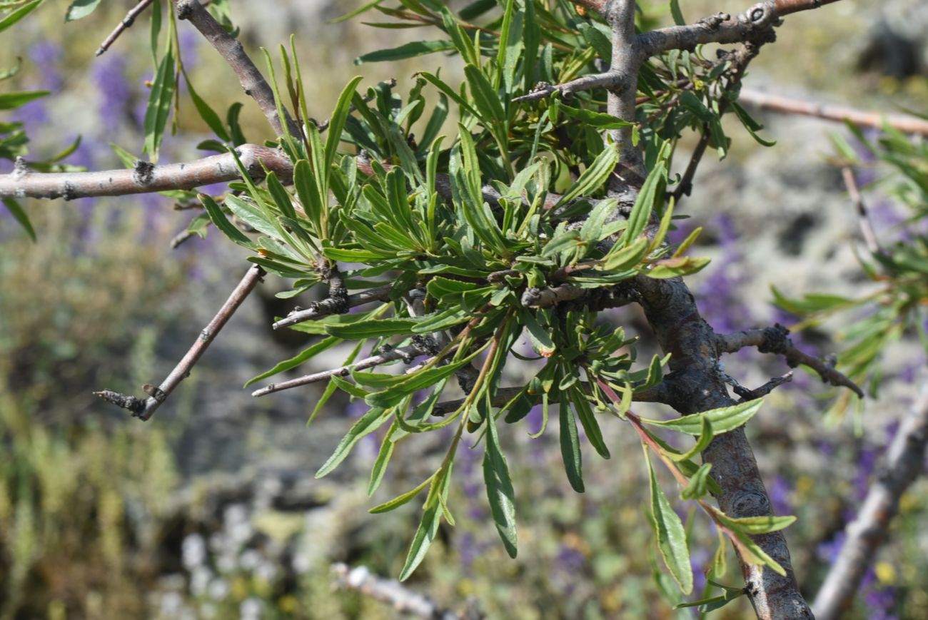Изображение особи Rhamnus erythroxyloides.