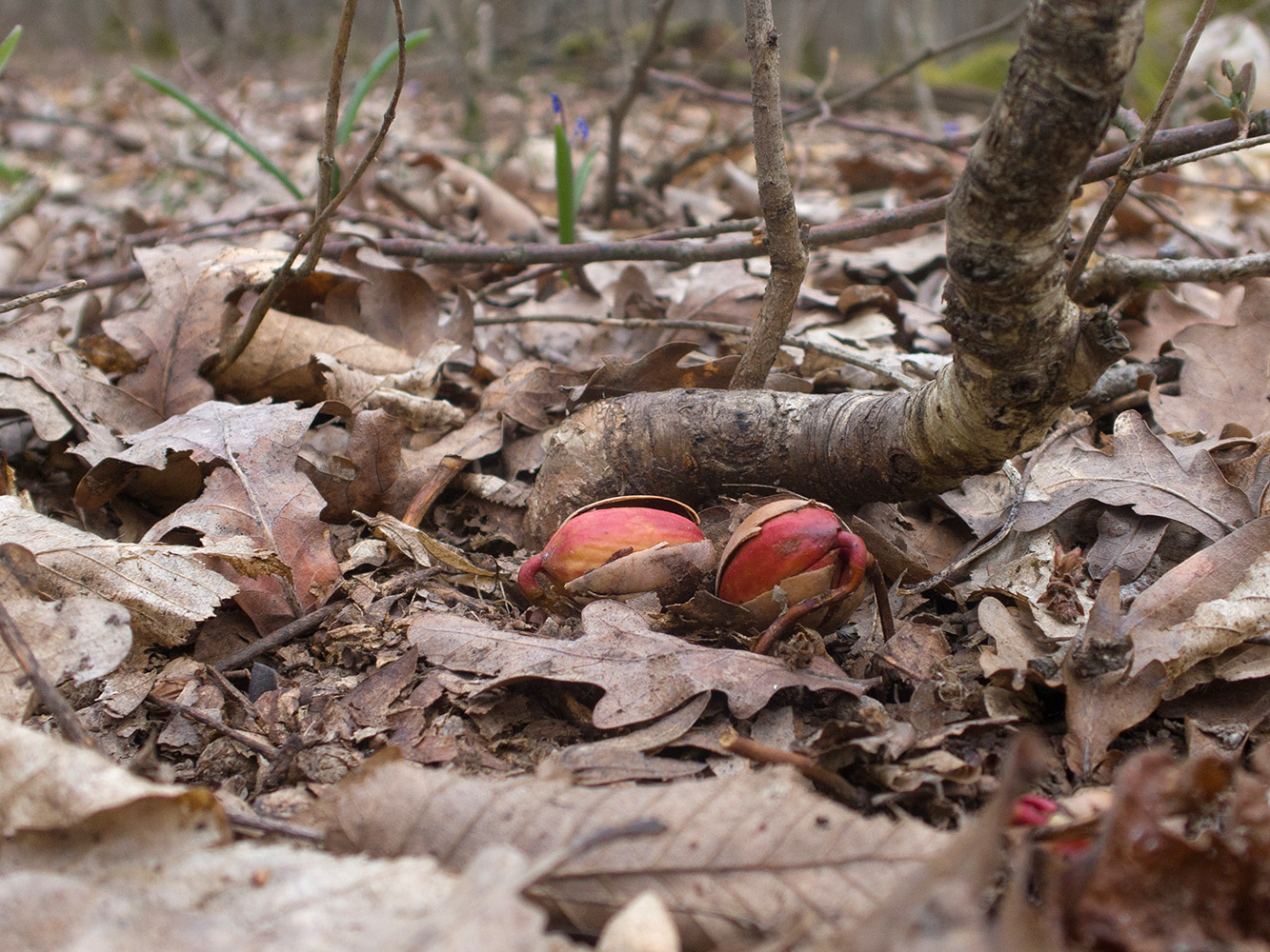 Image of genus Quercus specimen.