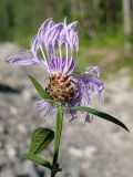 Centaurea jacea