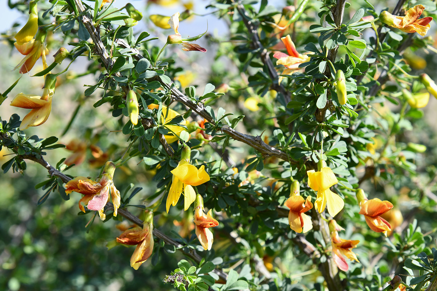 Image of genus Caragana specimen.