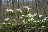 Anemone raddeana. Цветущие растения. Южное Приморье, Чёрные горы, заповедник \"Кедровая падь\". 21.04.2007.