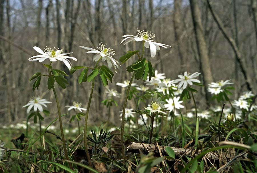 Изображение особи Anemone raddeana.