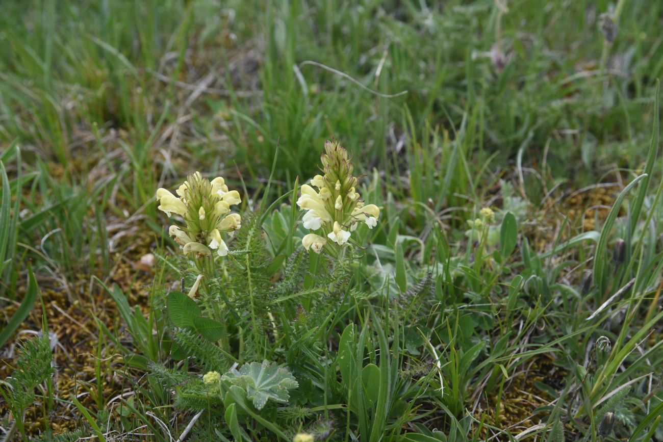Изображение особи род Pedicularis.