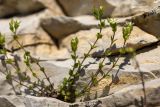 семейство Caryophyllaceae