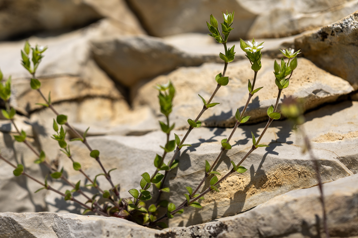Изображение особи Arenaria serpyllifolia.