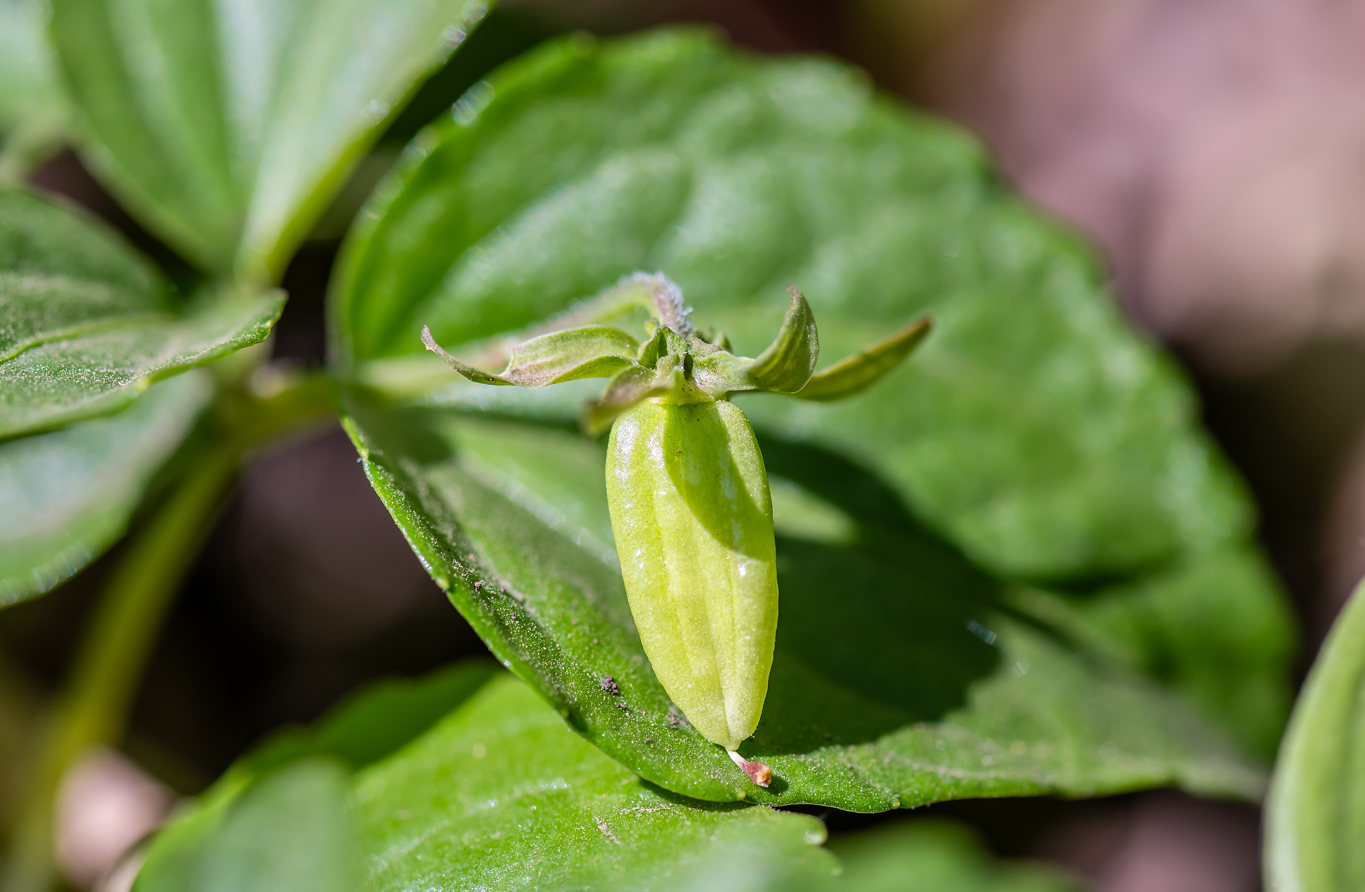 Изображение особи Viola xanthopetala.
