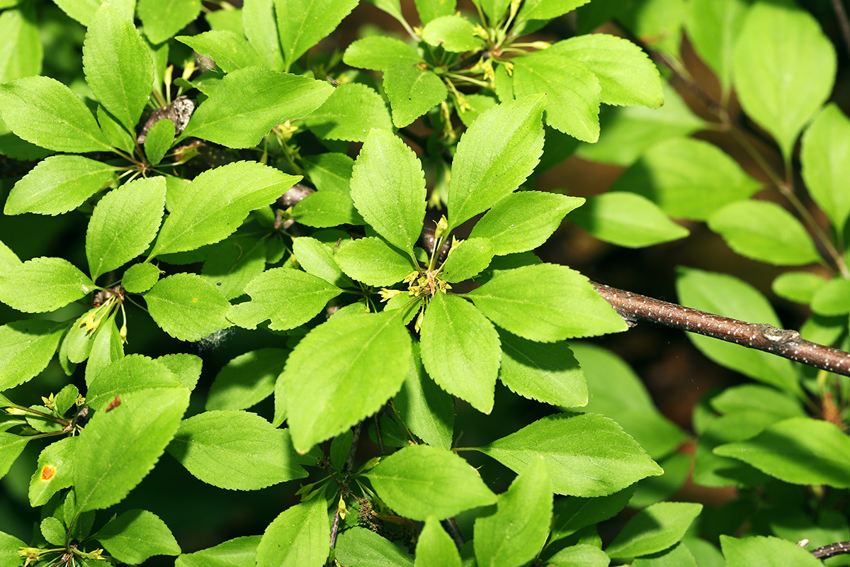 Изображение особи Rhamnus diamantiaca.