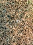 род Cladonia