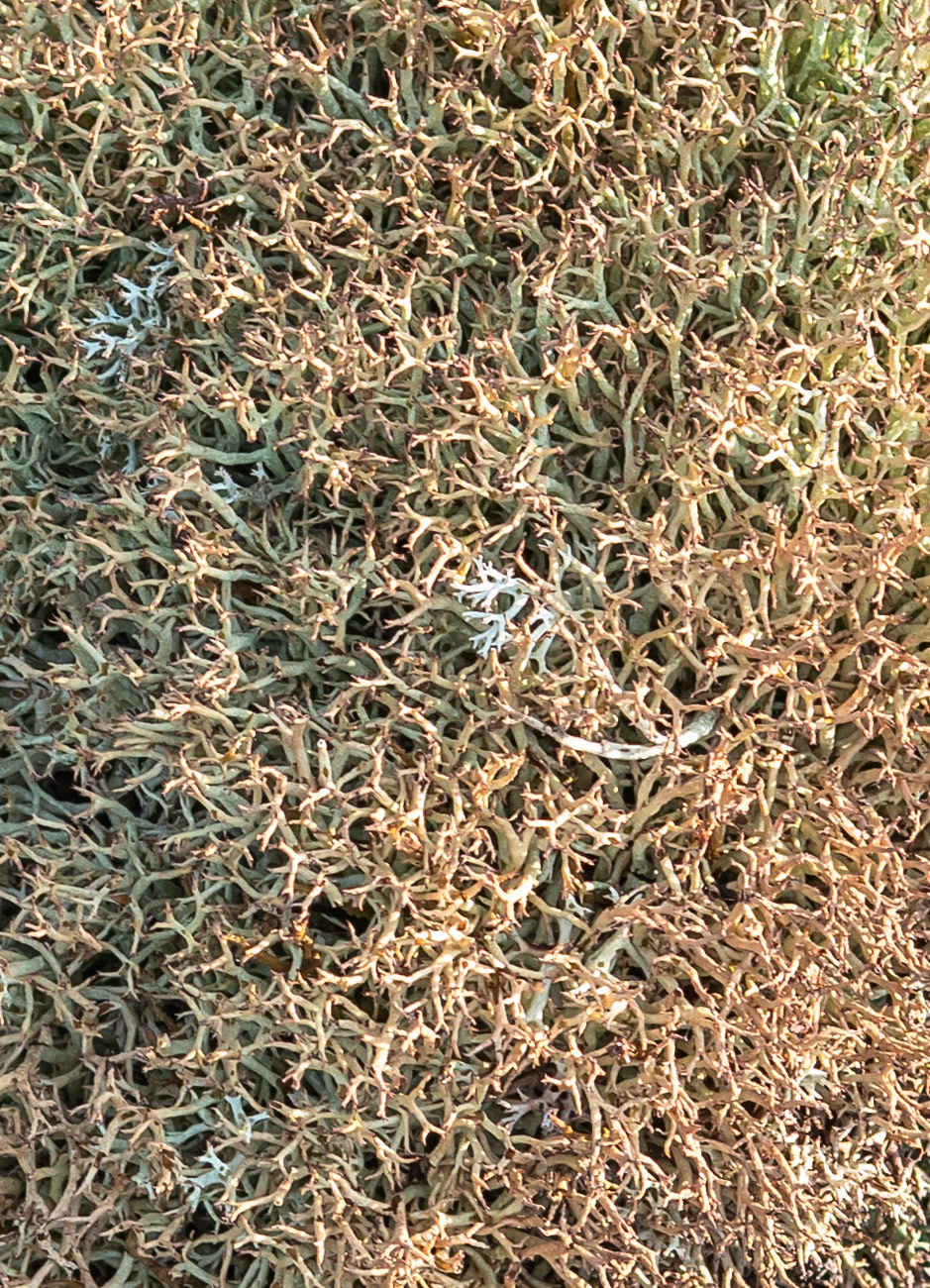 Изображение особи род Cladonia.