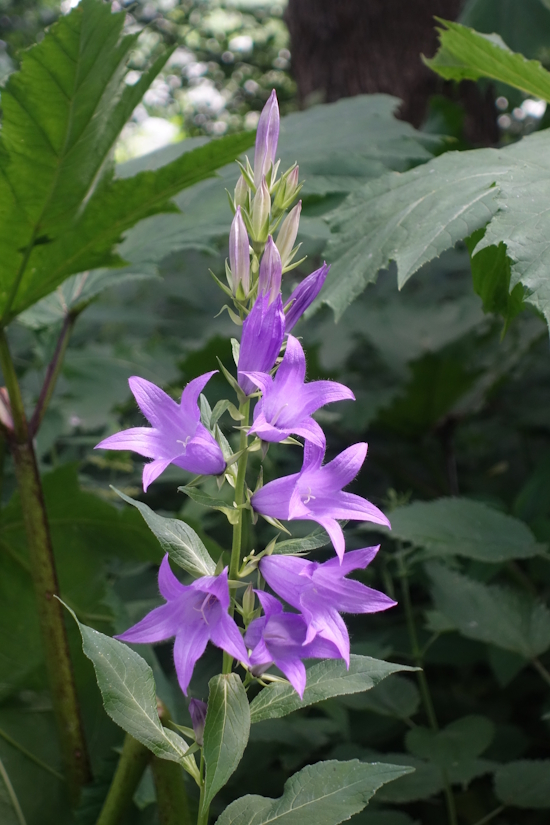 Image of Campanula latifolia specimen.