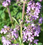 genus Thymus