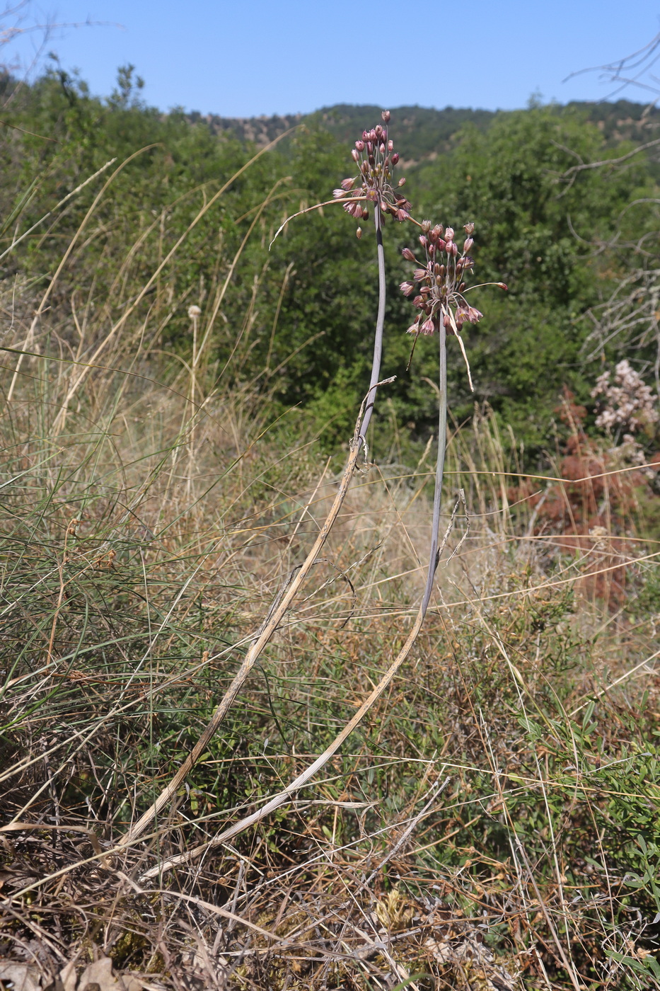 Изображение особи Allium paniculatum.