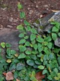 Смотреть изображение Ficus pumila