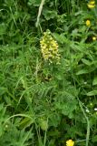 genus Pedicularis