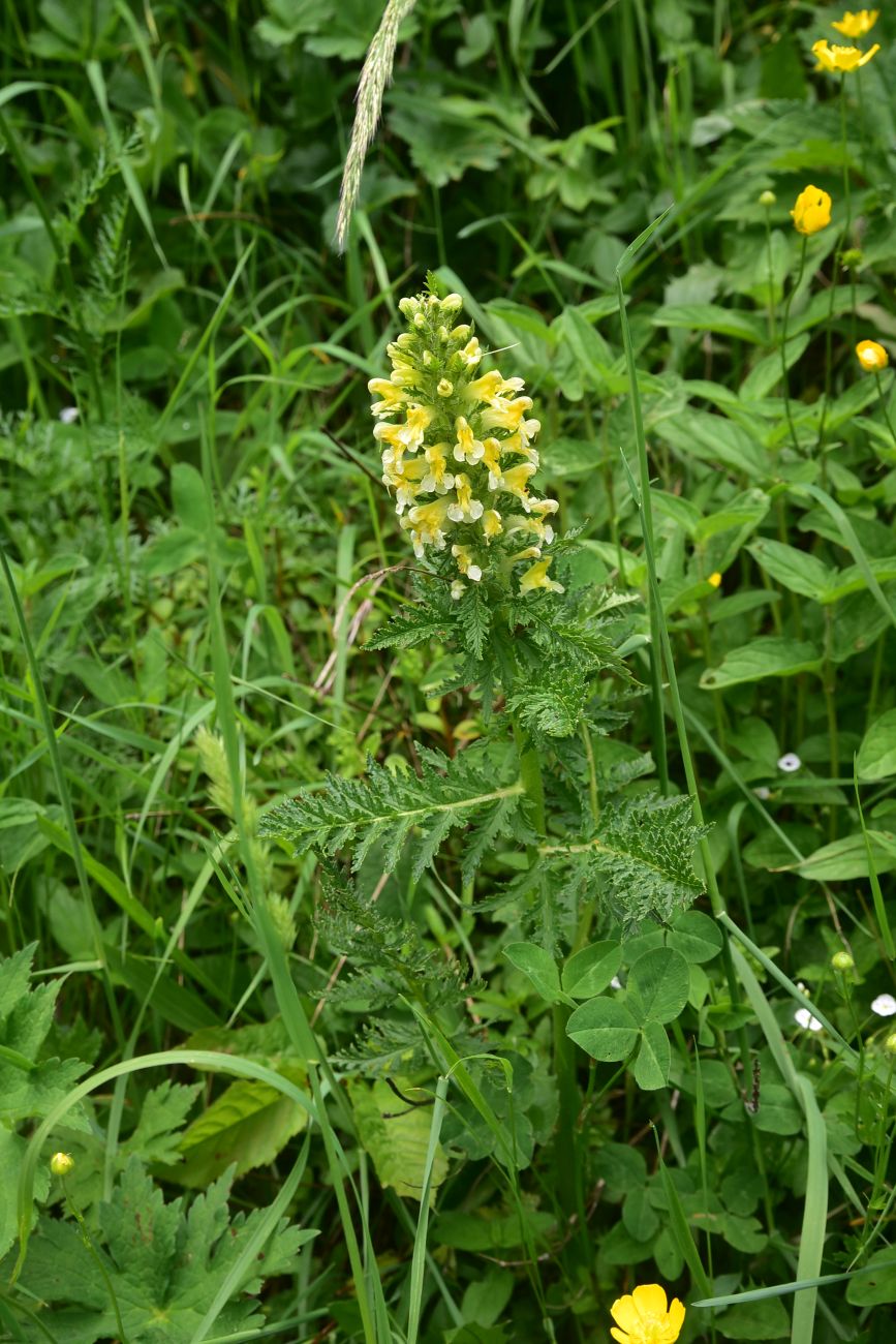 Image of genus Pedicularis specimen.