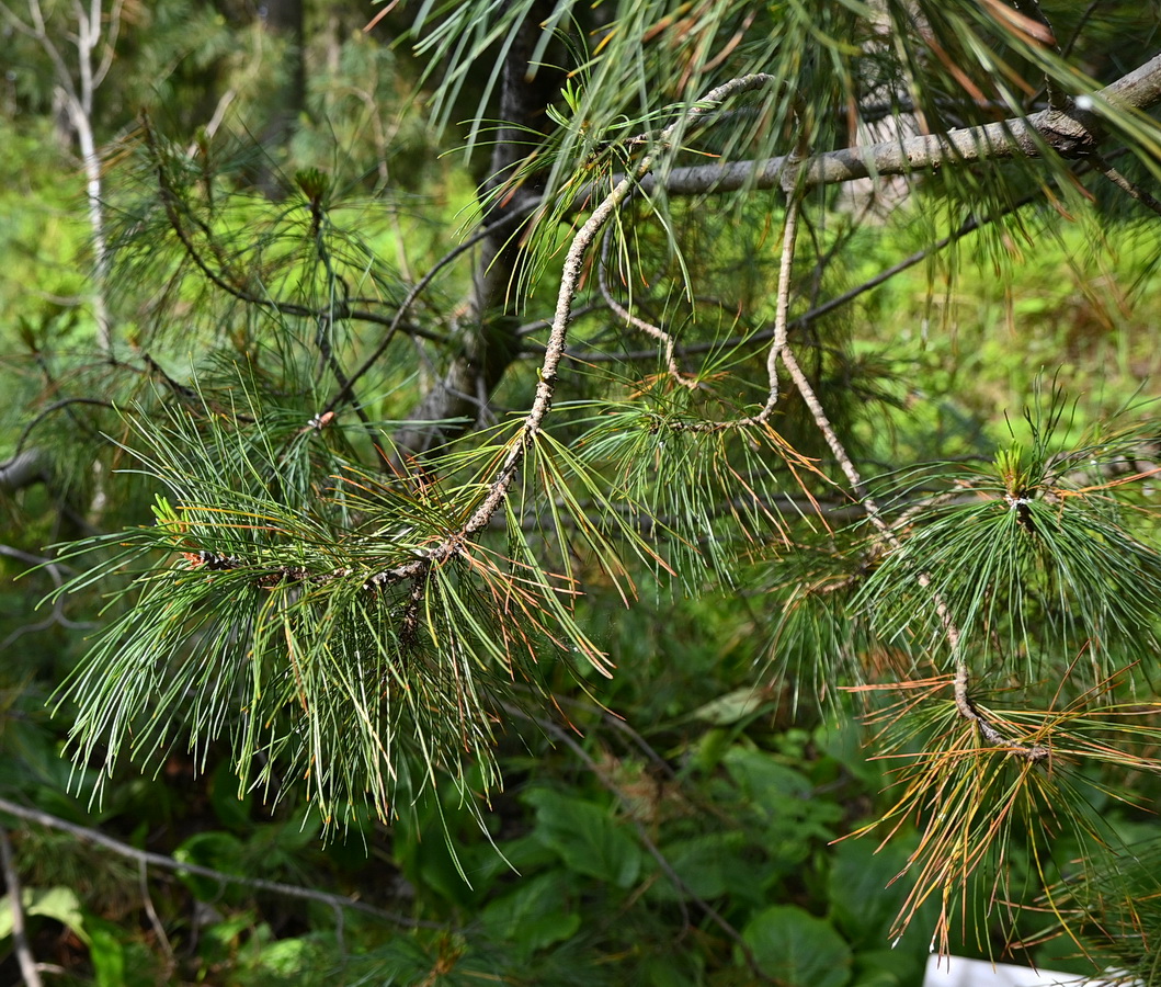 Изображение особи Pinus pumila.