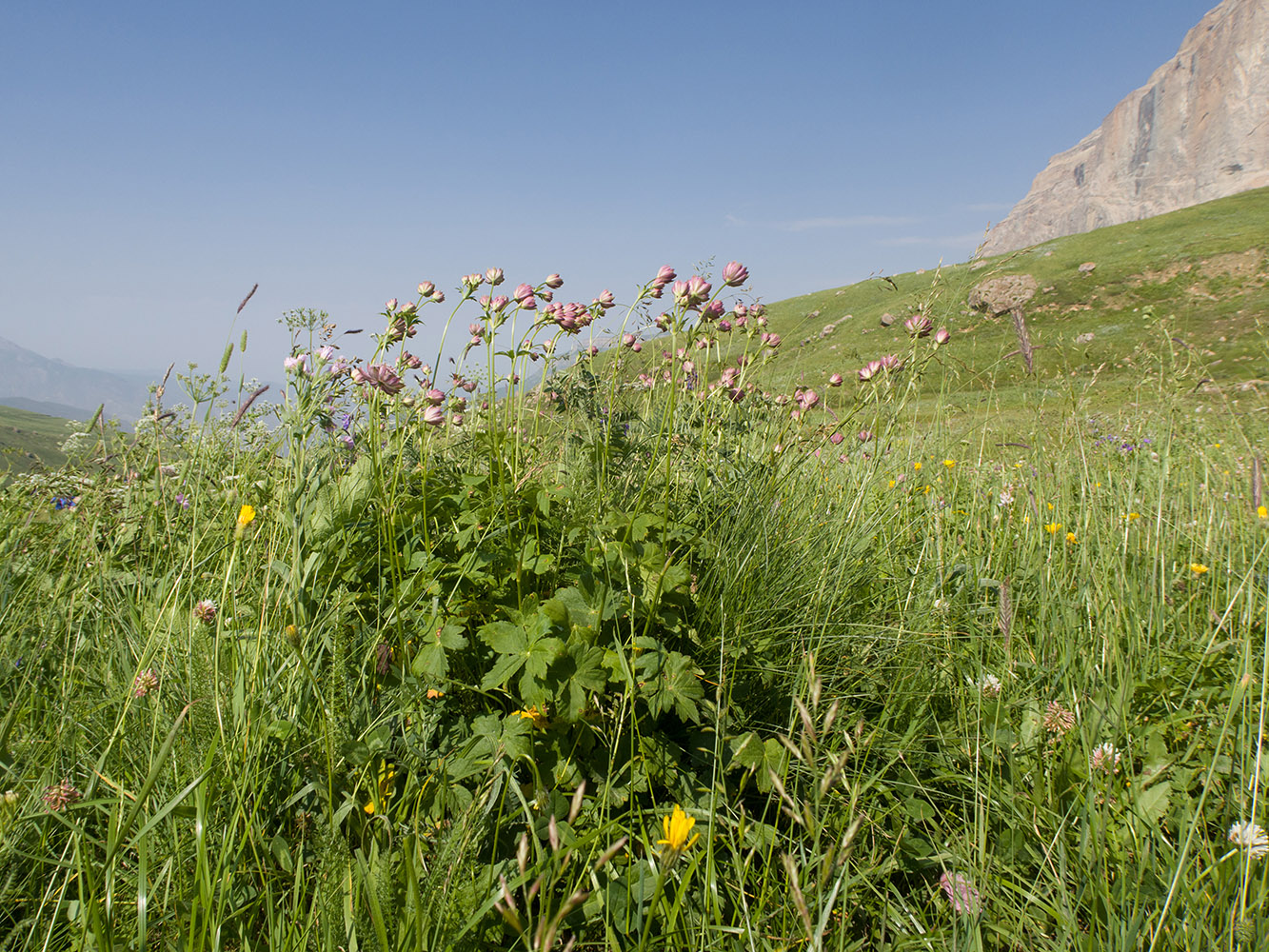 Изображение особи род Astrantia.