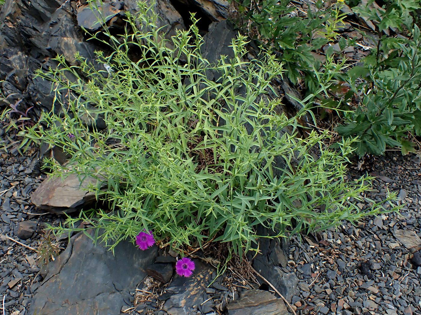 Изображение особи Dianthus chinensis.