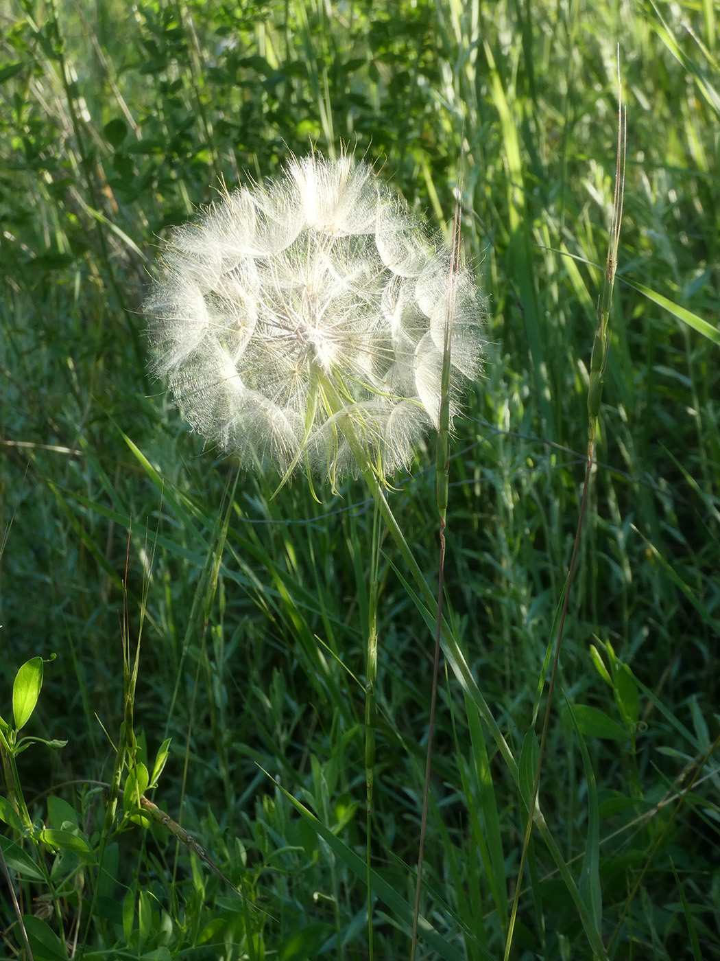 Image of genus Tragopogon specimen.