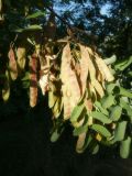 Robinia pseudoacacia. Часть побега с соплодием. Республика Молдова, муниципалитет Кишинёв, г. Кодру, пустырь. 1 августа 2026 г.