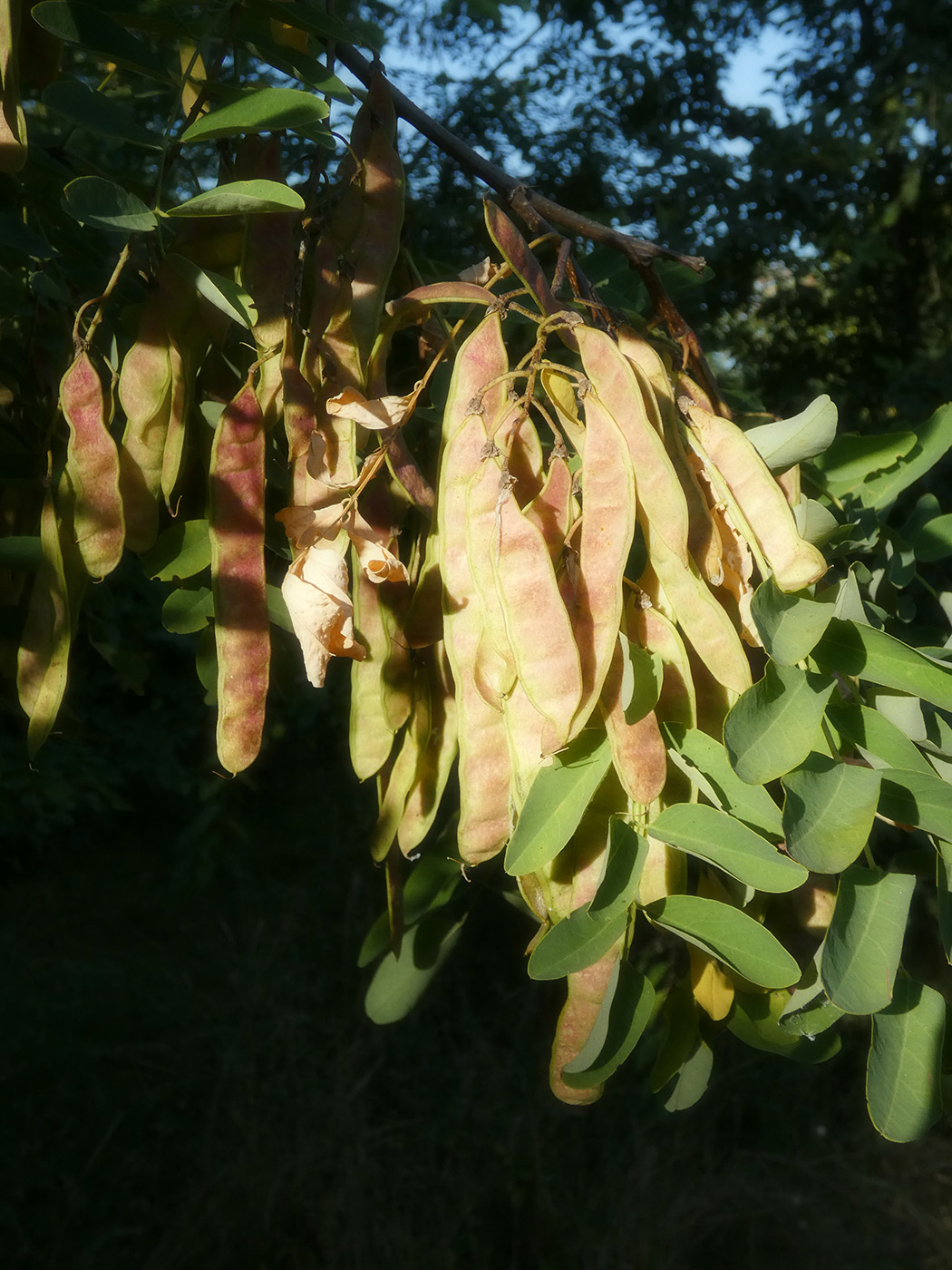 Image of Robinia pseudoacacia specimen.