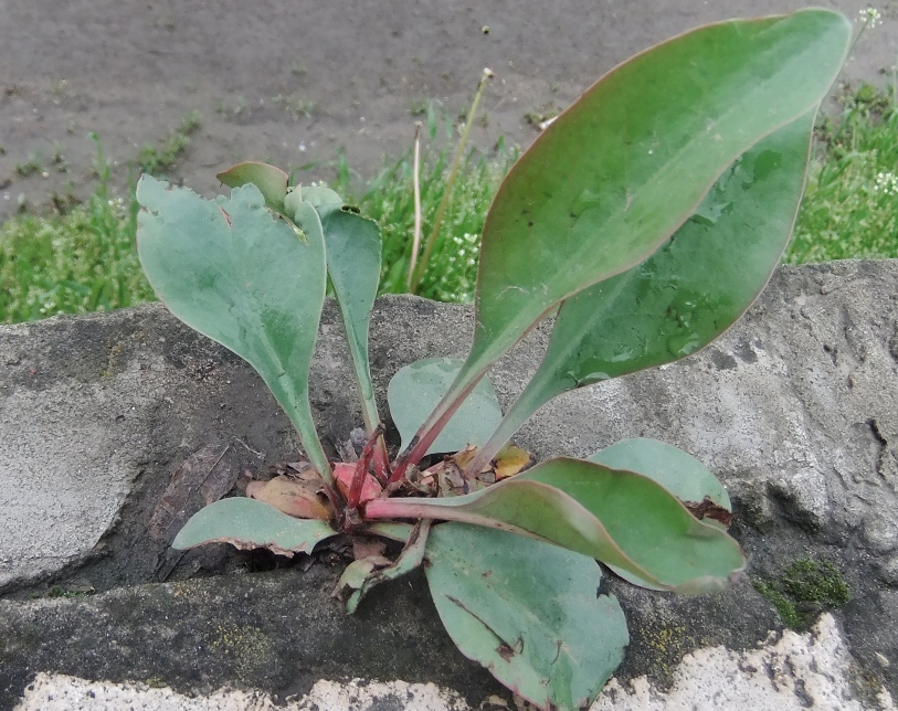 Image of genus Limonium specimen.