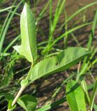 Salix × schumanniana