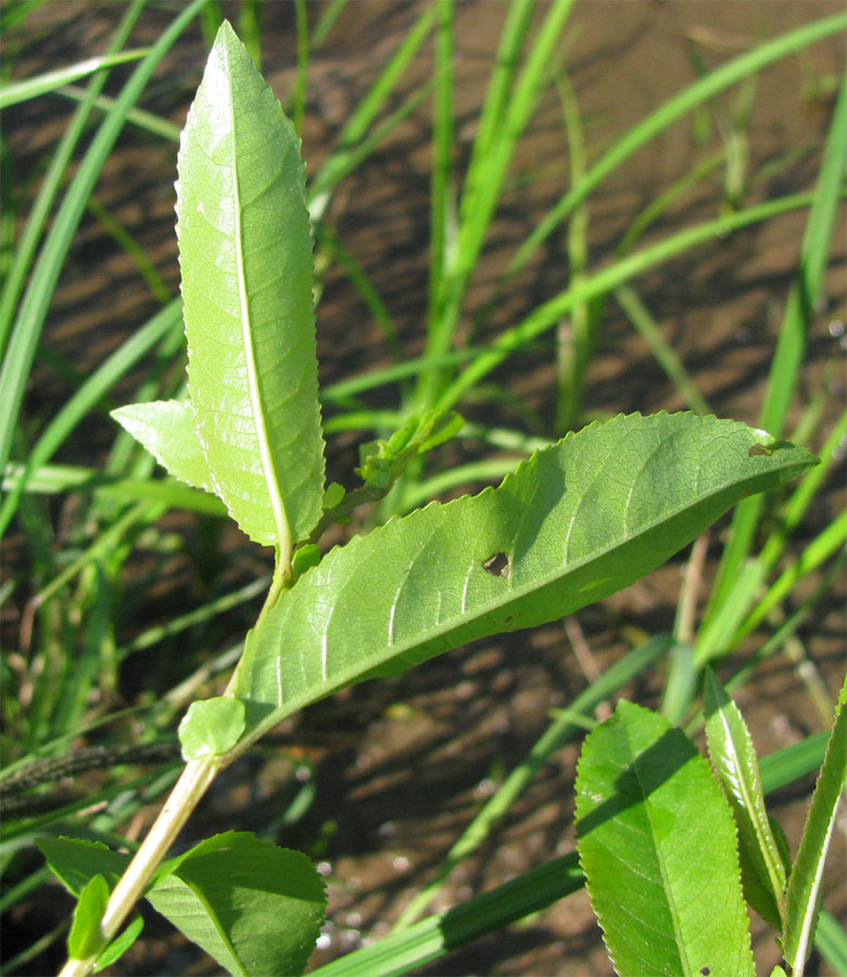 Изображение особи Salix &times; schumanniana.