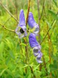 Aconitum volubile