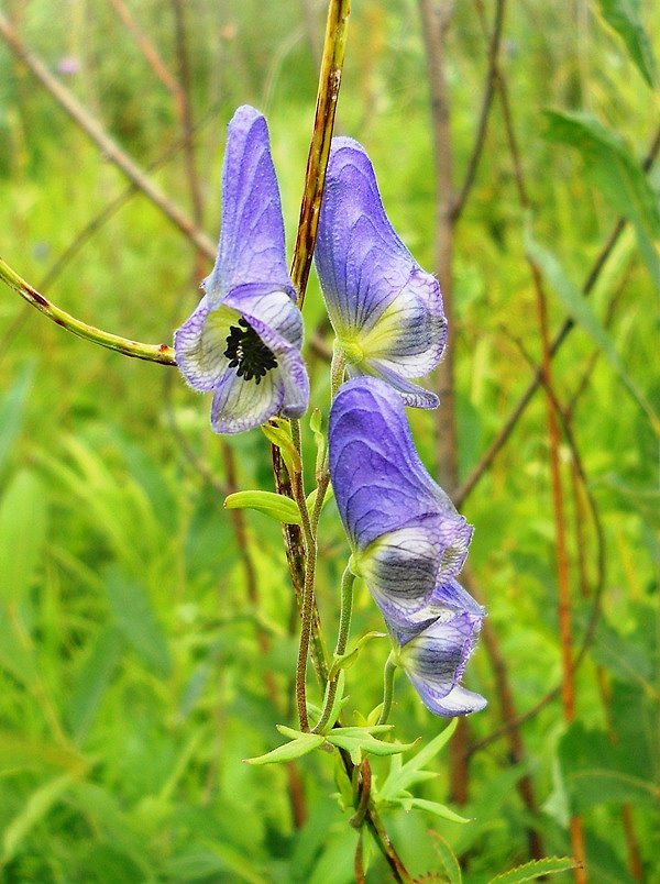 Image of Aconitum volubile specimen.