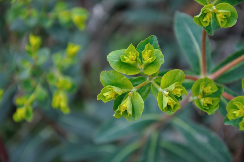 Изображение особи род Euphorbia.