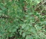 Thalictrum minus