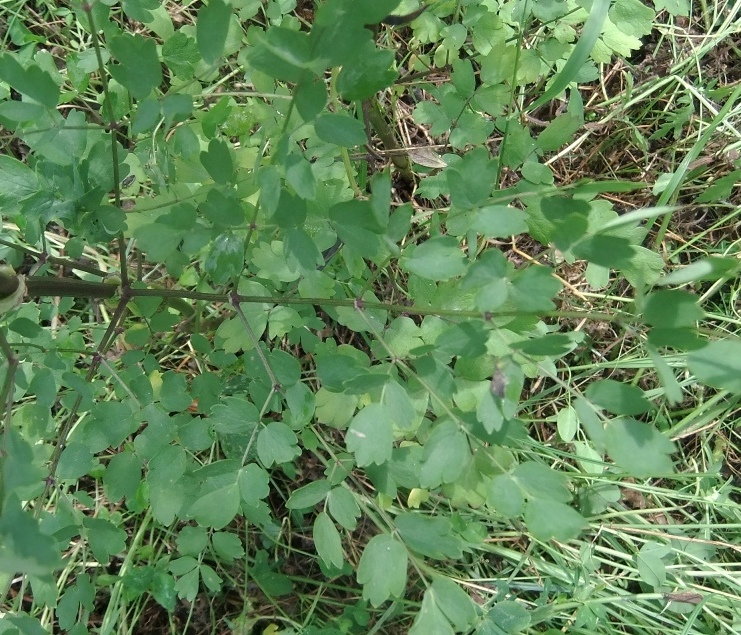 Image of Thalictrum minus specimen.