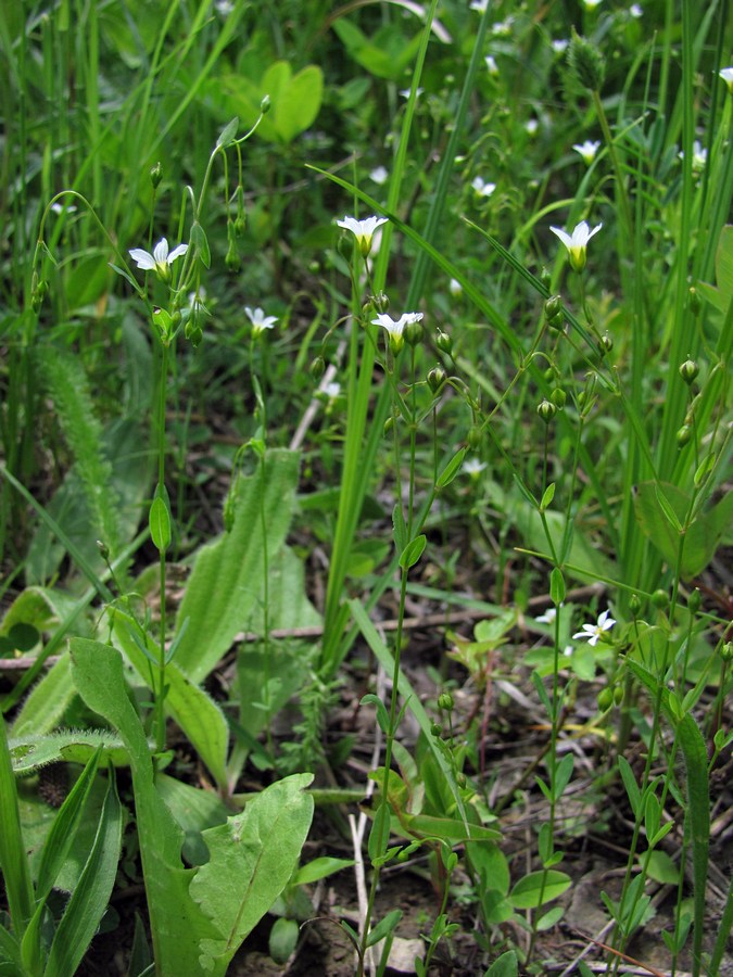 Изображение особи Linum catharticum.