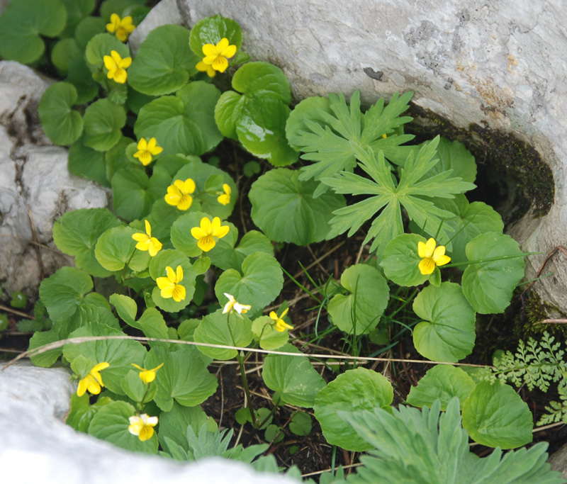 Image of Viola biflora specimen.