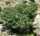Ficus carica. Плодоносящее дерево. Копетдаг, Чули. Май 2011 г.