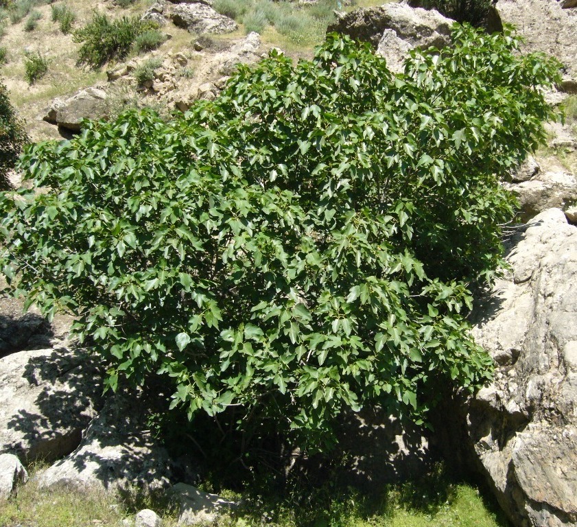 Image of Ficus carica specimen.