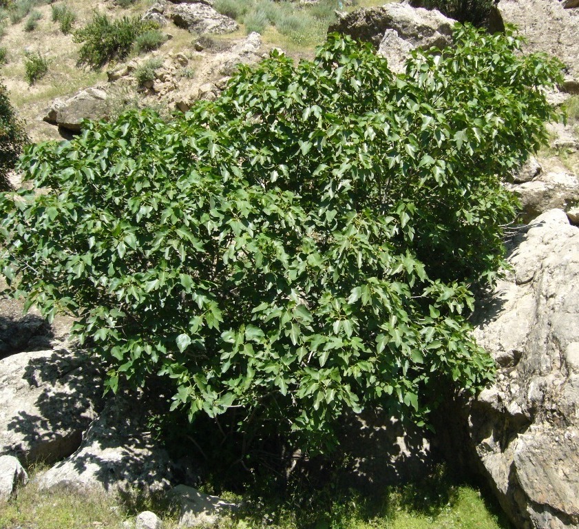 Изображение особи Ficus carica.