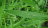 Achillea salicifolia. Лист. Украина, Донецкая обл., Славянский р-н, окр. с. Богородичное. 30.07.2011.