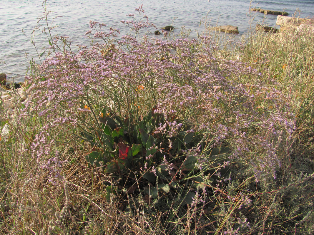 Изображение особи Limonium scoparium.