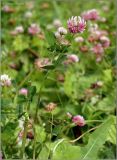 Trifolium hybridum