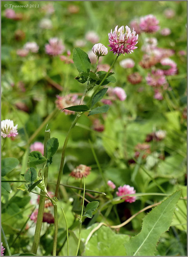 Изображение особи Trifolium hybridum.